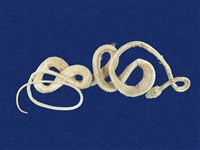 藏品(大頭蛇)的圖片